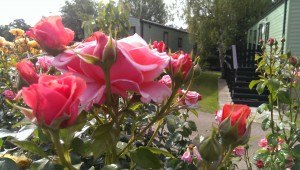 Yorkshire in Bloom Winner 2016, Rose Garden